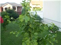 gingko biloba